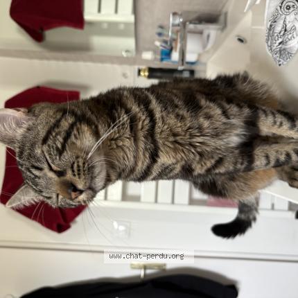 Photo 1/1 Brad  Cookie Chat perdu à Saint fons