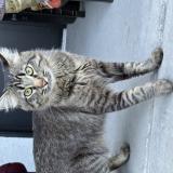 Photo de chat perdu à Las Vegas