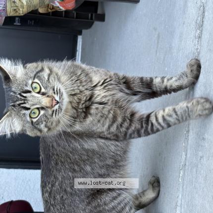 Photo 1/1 Nova Chat perdu à Las vegas