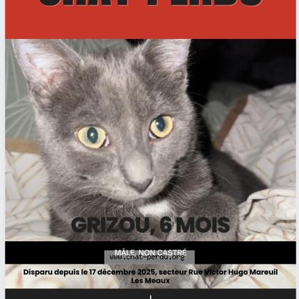 Photo 1/1 Grizou Chat perdu à Mareuil les meaux