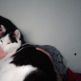 Photo de chat perdu à Le Bourget