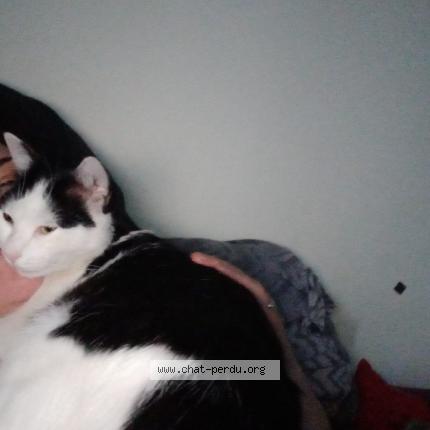 Photo 1/1 Mabula Chat perdu à Le bourget