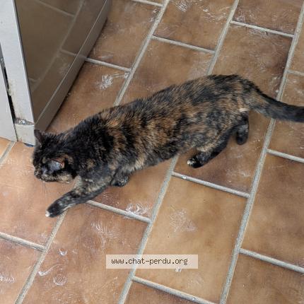 Photo 1/1 Suzy Chat perdu à Le revest les eaux