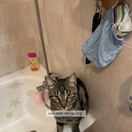 Photo 1/1 Rebouh Chat perdu à Marseille