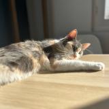 Photo de chat perdu à Ciboure