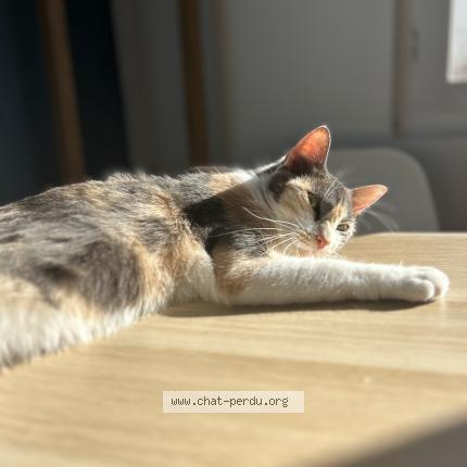 Photo 1/1 Laika Chat perdu à Ciboure