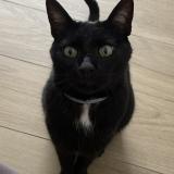 Photo de chat perdu à Nice