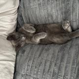 Photo de chat perdu à Bayeux