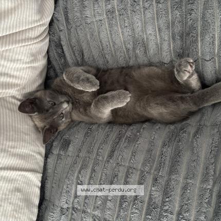 Photo 1/1 Apple Chat perdu à Bayeux