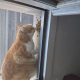 Photo de chat trouvé à Pau