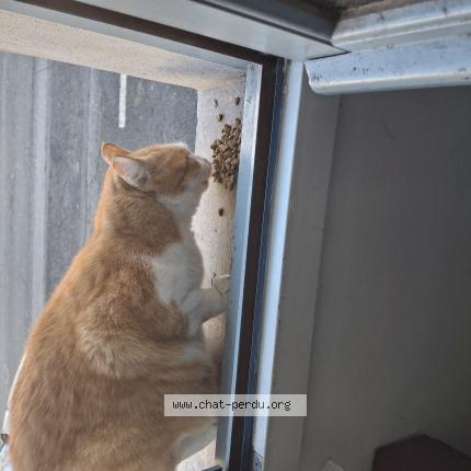 Photo 1/1 Chat trouvé Trouvé à Pau