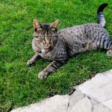 Photo de chat perdu à Eaubonne