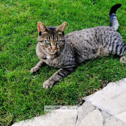 Photo 1/1 Chat retrouvé Perdu à Eaubonne