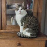 Photo de chat perdu à Odos