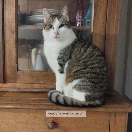 Photo 1/1 Grigri Chat perdu à Odos