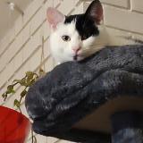 Photo de chat perdu à St Max