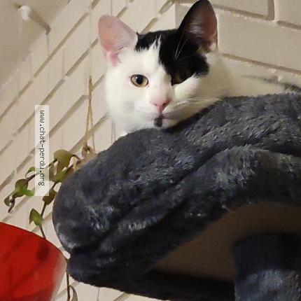 Photo 1/1 Chat retrouvé Perdu à St max