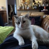 Photo de chat perdu à Blavozy