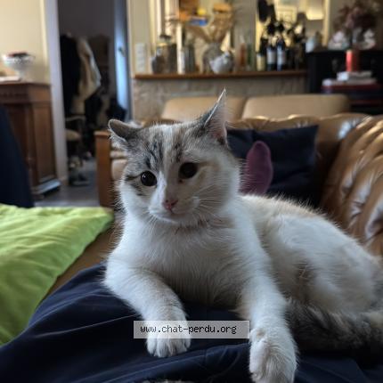 Photo 1/1 Chat retrouvé Perdu à Blavozy