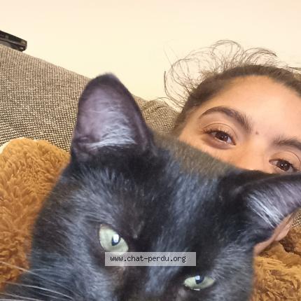 Photo 1/1 Jackie Chat perdu à La garnache