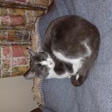 Photo de chat perdu à Viry Chatillon