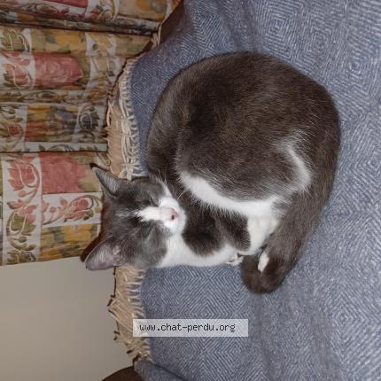 Photo 1/1 Chat retrouvé Perdu à Viry chatillon