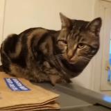 Photo de chat perdu à Mulhouse