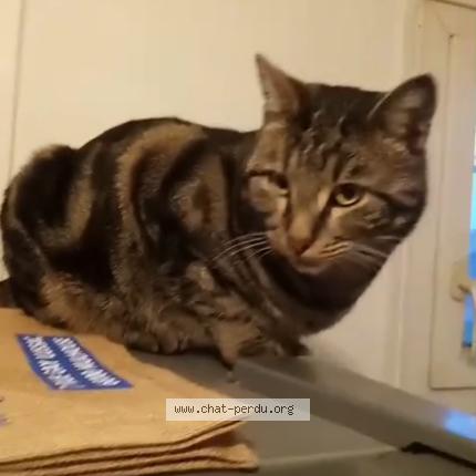 Photo 1/1 Rocco Chat perdu à Mulhouse