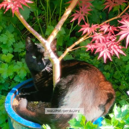 Photo 1/1 Chat retrouvé Perdu à Bruxelles