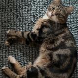 Photo de chat perdu à Coignieres