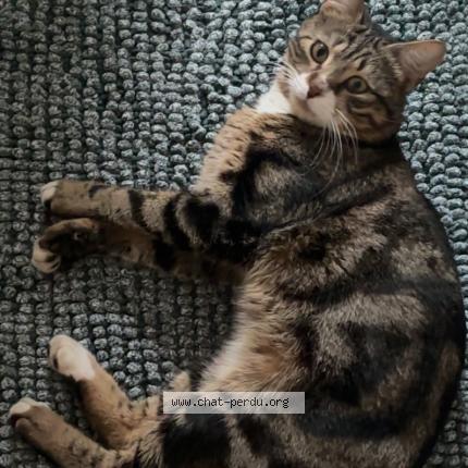 Photo 1/1 Narnia Chat perdu à Coignieres