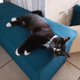 Photo de chat perdu à Alexain