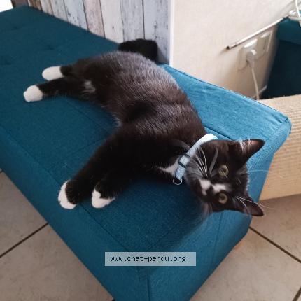 Photo 1/1 Chat retrouvé Perdu à Alexain