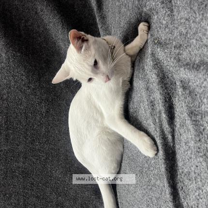 Photo 1/1 Chat trouvé Trouvé à Bangalore