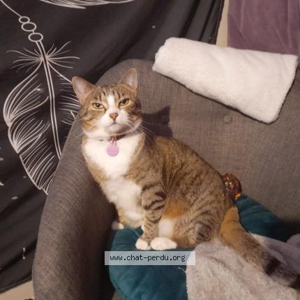 Photo 1/1 Vérone Chat perdu à Saint jean de monts