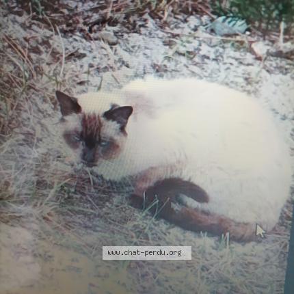 Photo 1/1 Chat retrouvé Perdu à Vieux boucau les bains