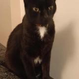 Photo de chat perdu à Aizenay