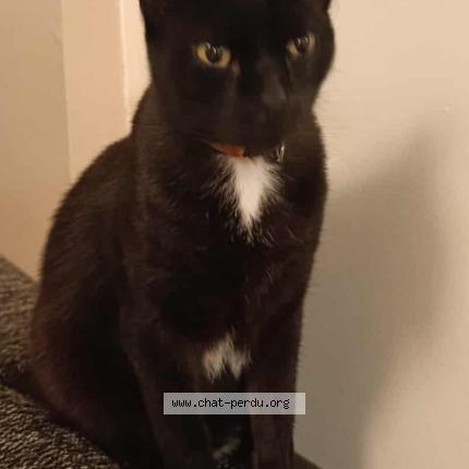 Photo 1/1 Bagheera Chat perdu à Aizenay