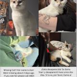 Photo de chat perdu à Fortworth