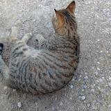 Photo de chat trouvé à Marseille