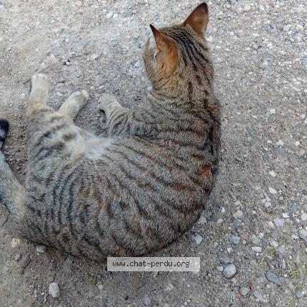 Photo 1/1 Chat retrouvé Trouvé à Marseille