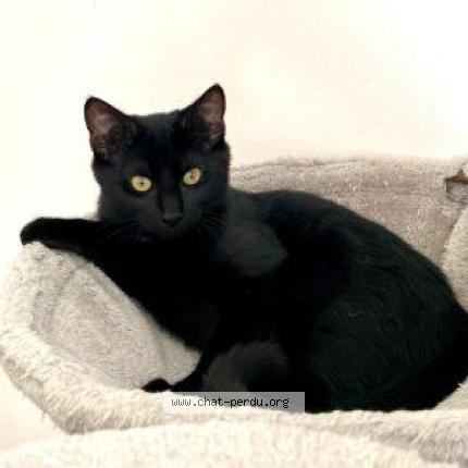 Photo 1/1 Chat retrouvé Perdu à Bures sur yvette