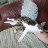 Photo de chat perdu à Tournefeuille