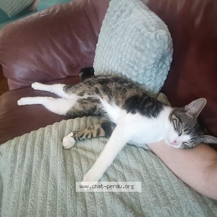 Photo 1/1 Gustave Chat perdu à Tournefeuille