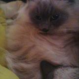 Photo de chat perdu à Rixheim