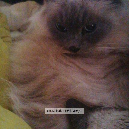 Photo 1/1 Chat retrouvé Perdu à Rixheim