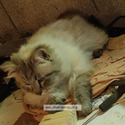 Photo 2/3 Zeus Chat perdu à Soulosse sous saint elophe