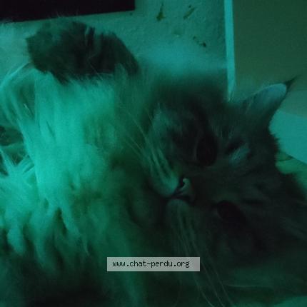 Photo 3/3 Zeus Chat perdu à Soulosse sous saint elophe