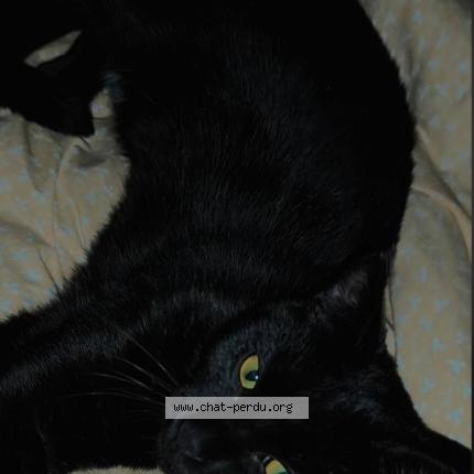 Photo 1/1 Aegon Chat perdu à Villetelle