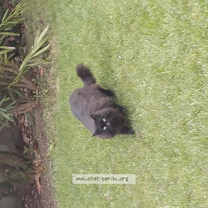 Photo 1/1 Chat trouvé Trouvé à Grandcamp maisy